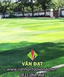 Cỏ nhân tạo sân bóng
