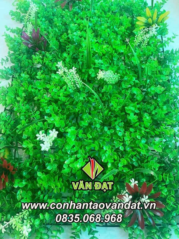 CỎ TAI CHUỘT TRANG TRÍ VDC006