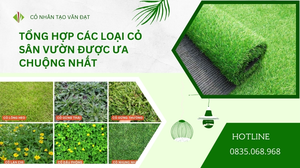 TỔNG HỢP CÁC LOẠI CỎ SÂN VƯỜN ĐƯỢC ƯA CHUỘNG